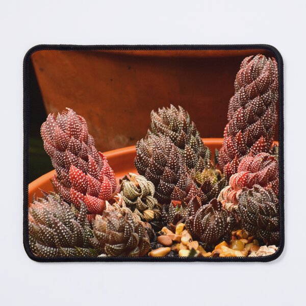 Item preview, Variegated Haworthia Succultents designed and sold by BBrightman.