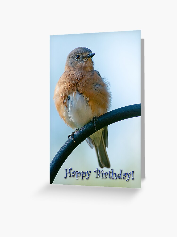 Carte De Vœux Joyeux Anniversaire De Fluffy Bluebird Par Miracles Redbubble