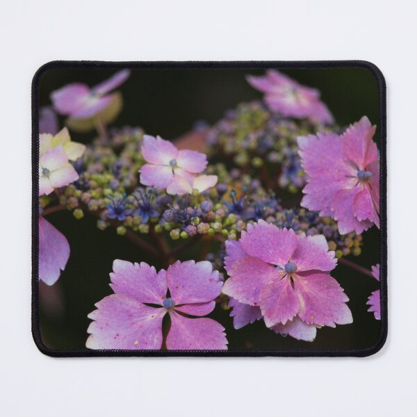 Item preview, Pink Flowers Mount Stewart Garden Beauty designed and sold by eddiebarronshop.