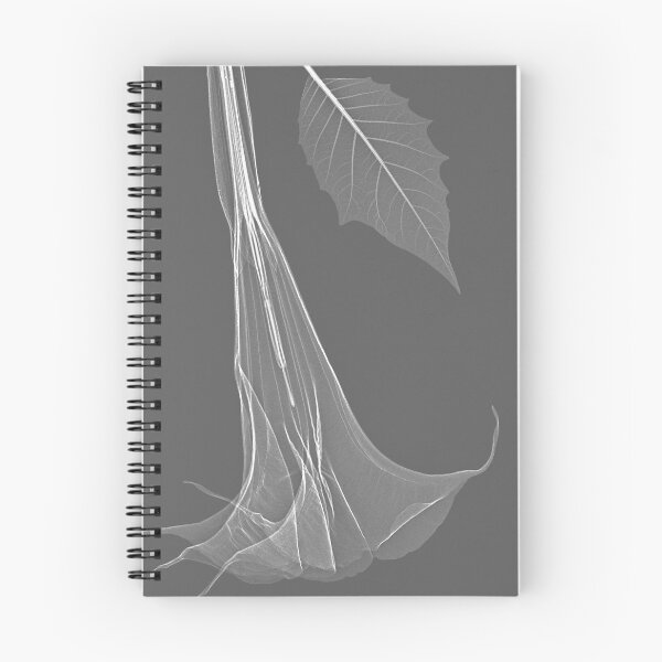 Item preview, Blossom in black&white, angel's trumpet designed and sold by Lanuma.
