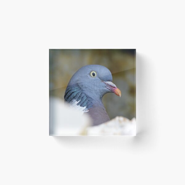 Item preview, Wood Pigeon designed and sold by YussefRafik.