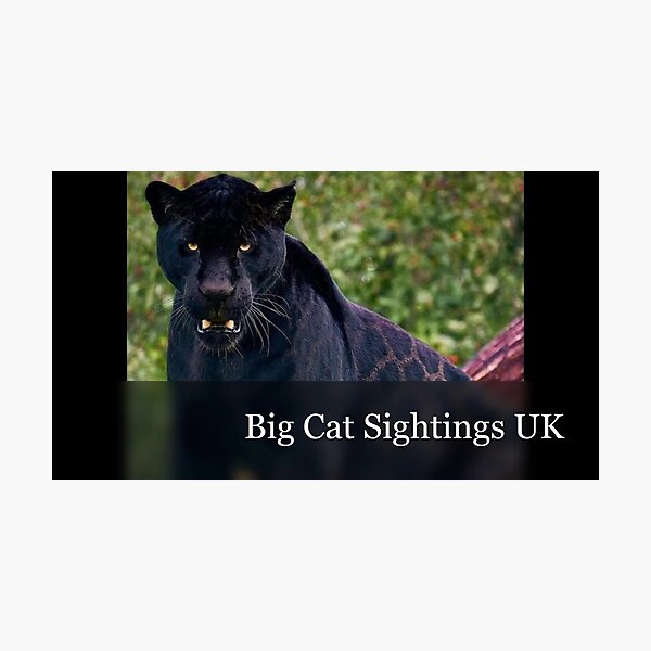 Item preview, Big Cat Sightings UK Logo designed and sold by neilbennett010.