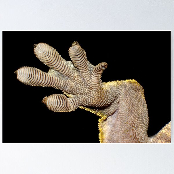 Item preview, Crested Gecko Foot designed and sold by YussefRafik.
