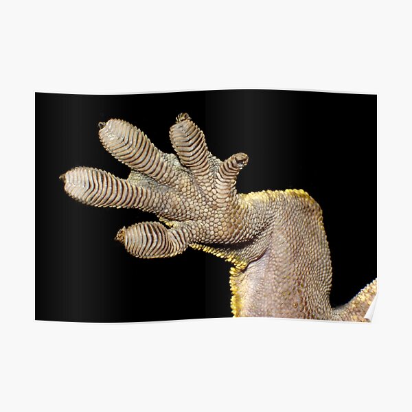 Crested Gecko Foot Poster