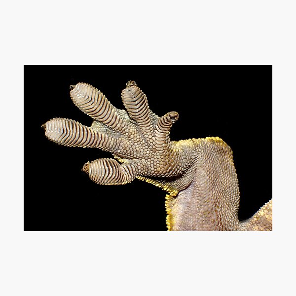 Item preview, Crested Gecko Foot designed and sold by YussefRafik.