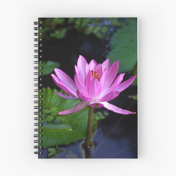 Item preview, Arisen ~ Pink Water Lily designed and sold by Kerryn Madsen-Pietsch.