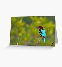 White Breasted Kingfisher - Sri Lanka Greeting Card