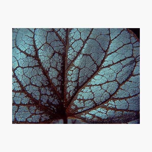 Blue Jack Frost Photographic Print