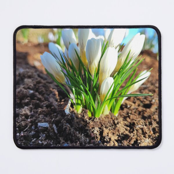 Item preview, The white crocus and spring sun designed and sold by Raigitam.