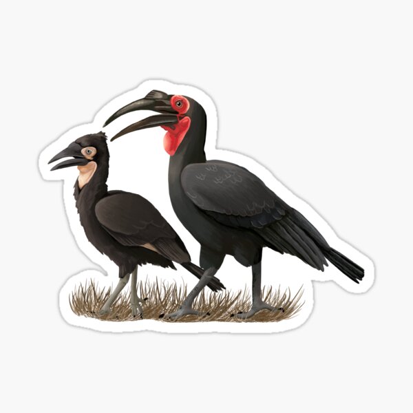 Item preview, Southern Ground Hornbills  designed and sold by Kindahawkward.
