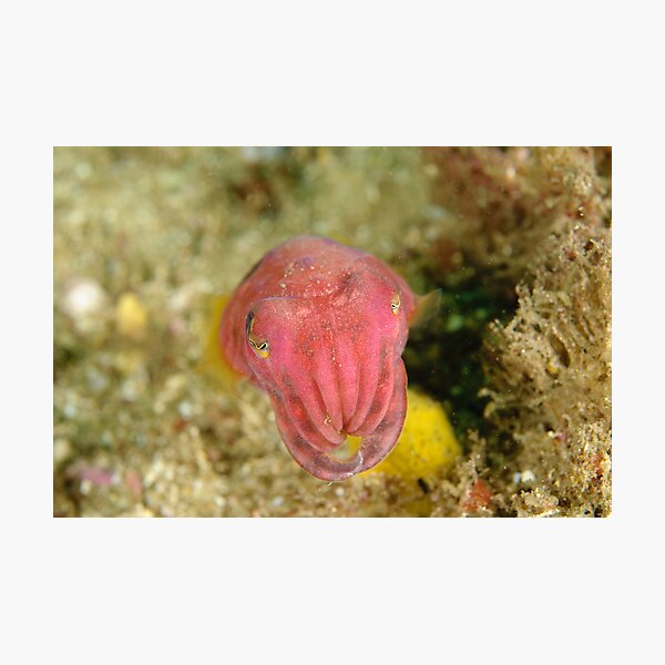 Reaper Cuttlefish Photographic Print