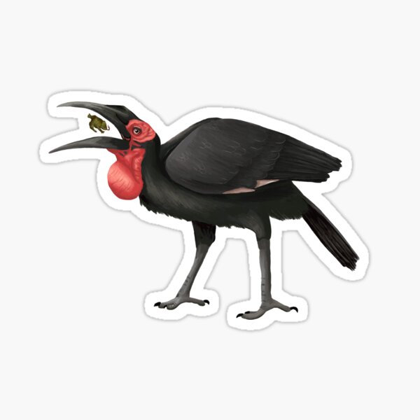 Item preview, Southern Ground Hornbill designed and sold by Kindahawkward.