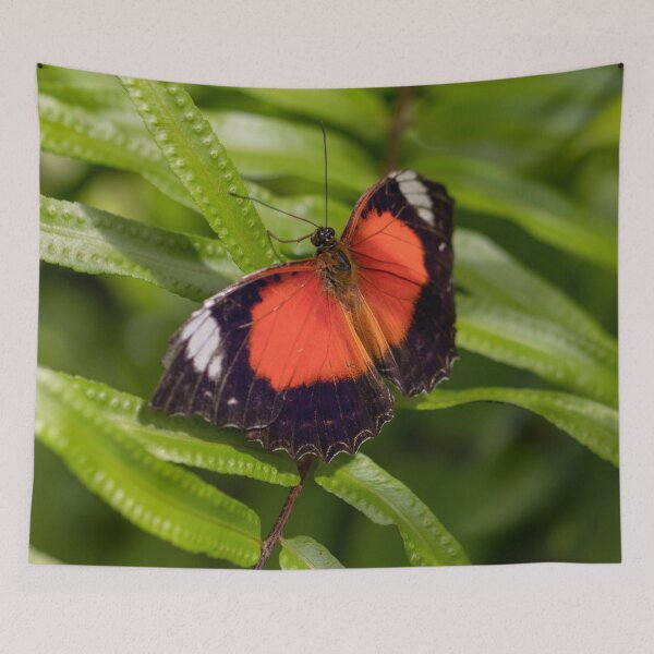 Item preview, Butterfly 13 designed and sold by Jacquiamber.