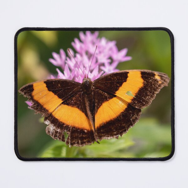 Item preview, Butterfly 15 designed and sold by Jacquiamber.