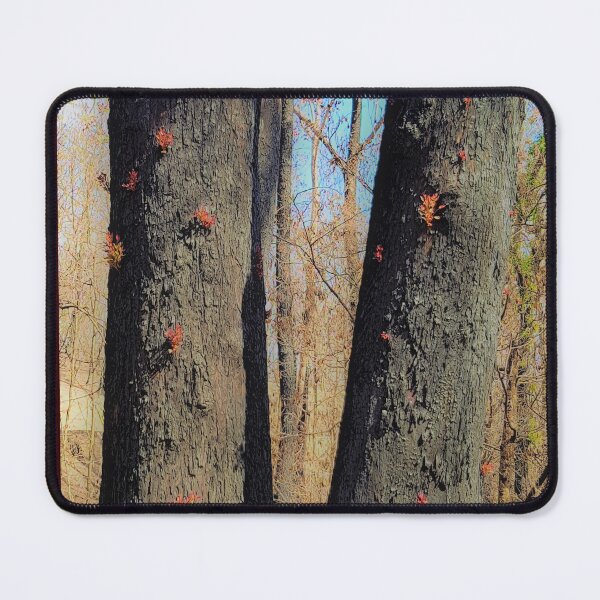 Item preview, Regeneration 2019-2020 fires, Bega Valley, NSW, Australia designed and sold by Cobargo South Coast.