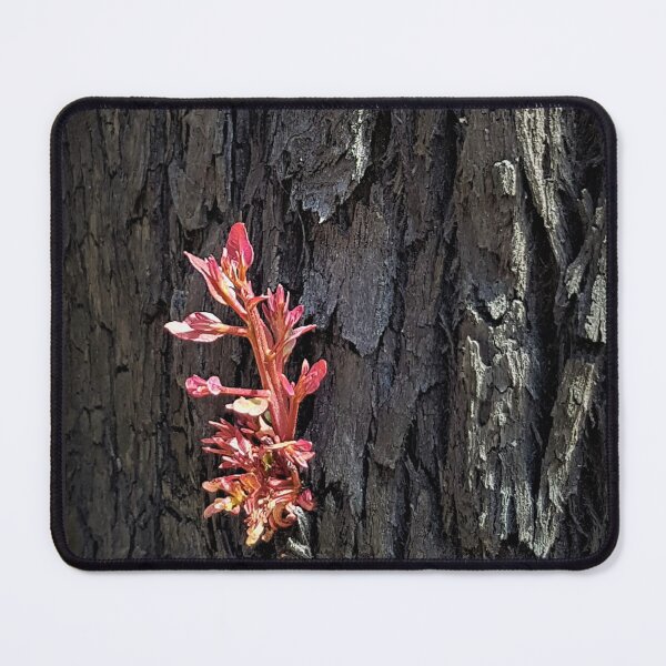 Item preview, 2019-2020 Bushfires - Life returns. Bega Valley, NSW, Australia designed and sold by Cobargo South Coast.