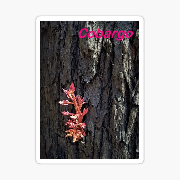 Item preview, 2019-2020 Bushfires - Life returns. Bega Valley, NSW, Australia designed and sold by CobargoInfo.