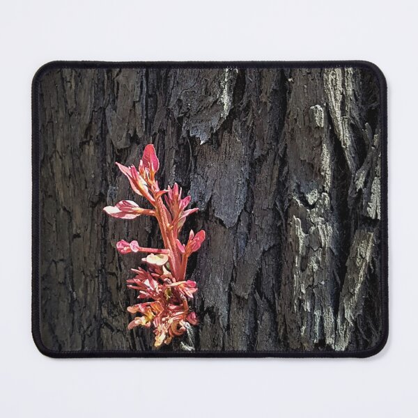 Item preview, 2019-2020 Bushfires - Life returns. Bega Valley, NSW, Australia designed and sold by Cobargo South Coast.
