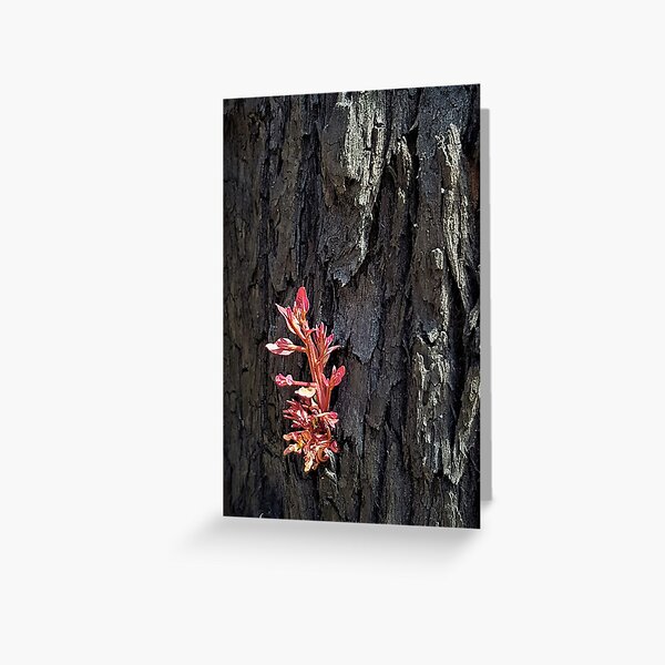 Item preview, 2019-2020 Bushfires - Life returns. Bega Valley, NSW, Australia designed and sold by CobargoInfo.
