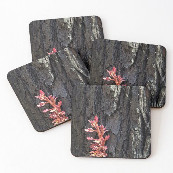Item preview, 2019-2020 Bushfires - Life returns. Bega Valley, NSW, Australia designed and sold by Cobargo South Coast.