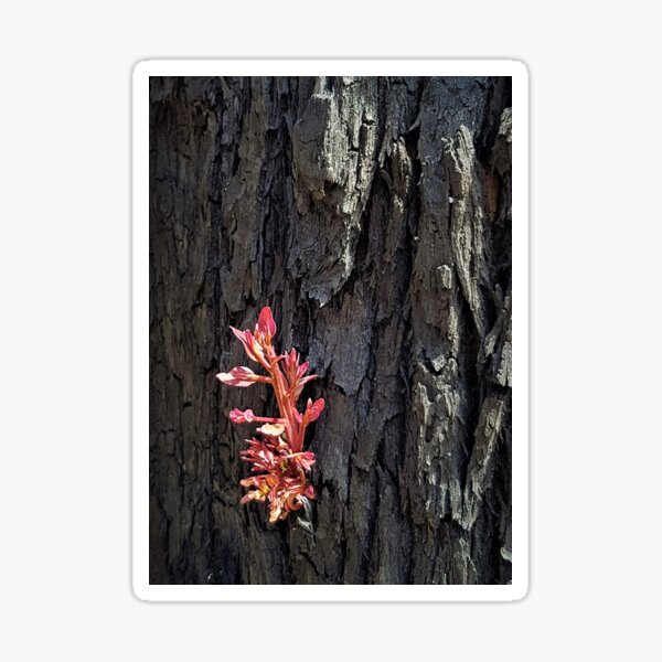Item preview, 2019-2020 Bushfires - Life returns. Bega Valley, NSW, Australia designed and sold by CobargoInfo.