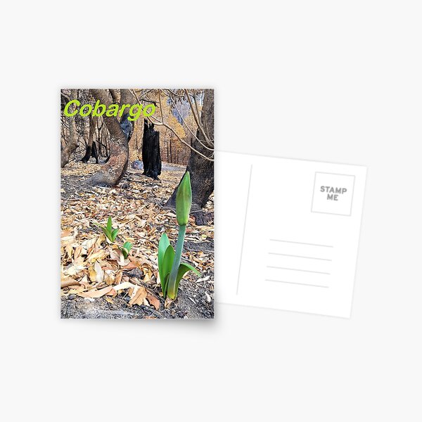 Item preview, Reeneration, 2020 fires, Bega Valley, NSW, Australia designed and sold by CobargoInfo.