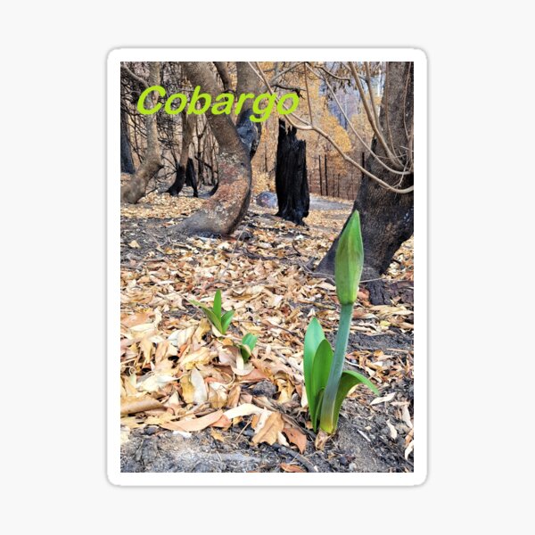 Item preview, Reeneration, 2020 fires, Bega Valley, NSW, Australia designed and sold by CobargoInfo.