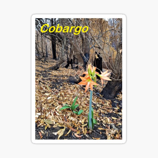 Item preview, 2019-2020 Bushfires - Life returns.  Bega Valley, NSW, Australia designed and sold by CobargoInfo.