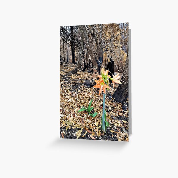 Item preview, 2019-2020 Bushfires - Life returns.  Bega Valley, NSW, Australia designed and sold by CobargoInfo.