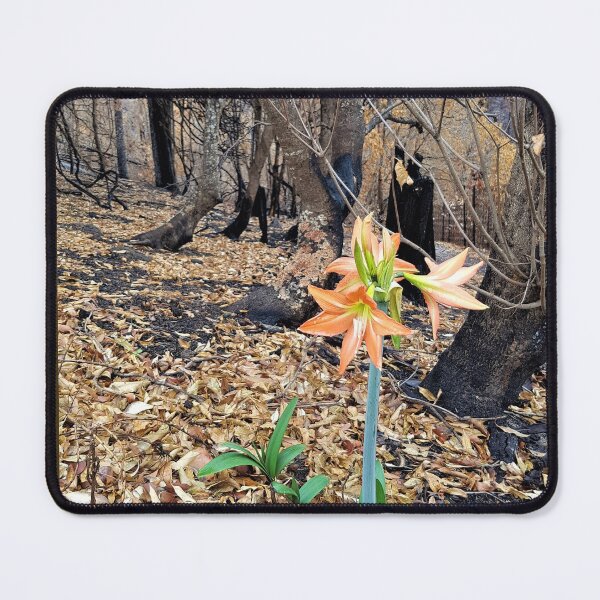 Item preview, 2019-2020 Bushfires - Life returns. Bega Valley, NSW, Australia designed and sold by Cobargo South Coast.