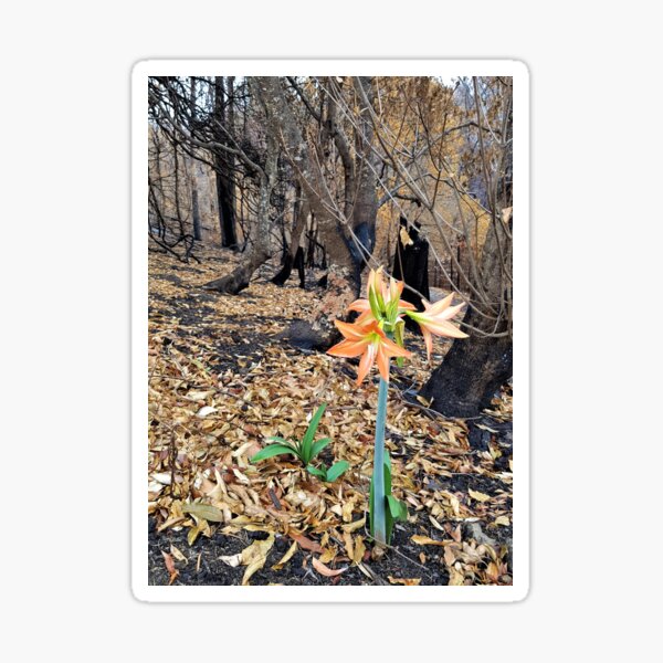 Item preview, 2019-2020 Bushfires - Life returns.  Bega Valley, NSW, Australia designed and sold by CobargoInfo.