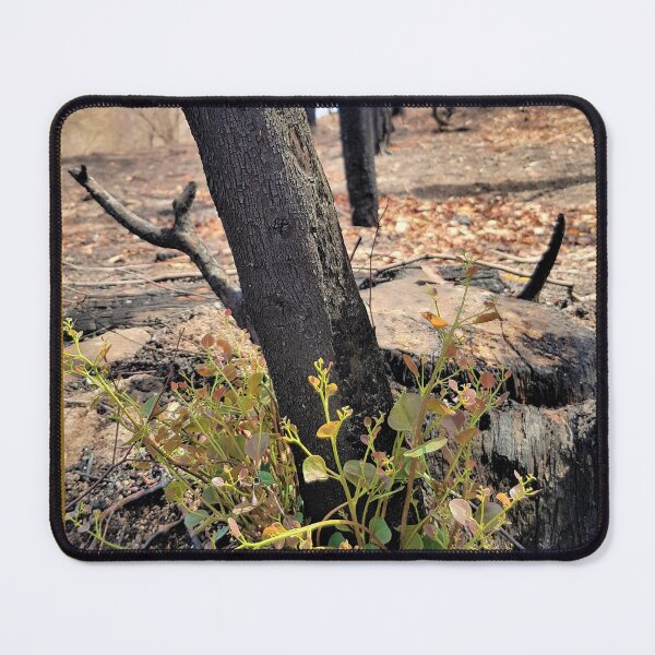 Item preview, Regeneration, 2020 bushfires, Bega Valley, NSW, Australia designed and sold by Cobargo South Coast.