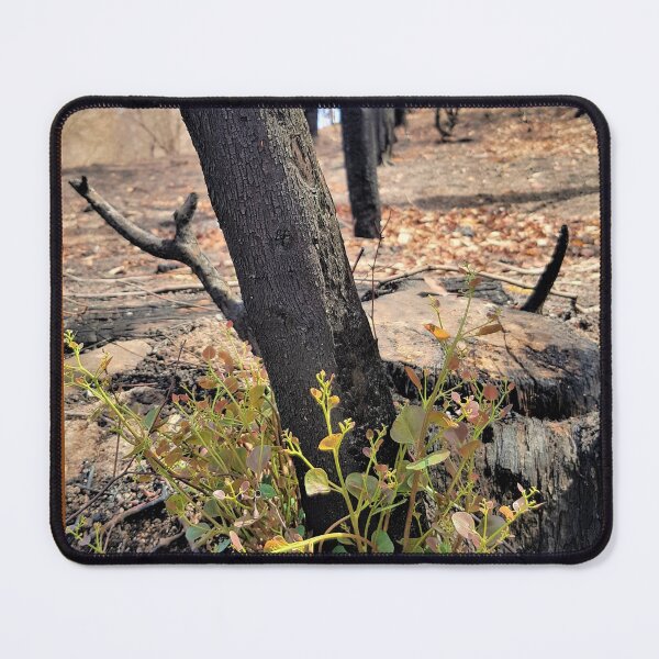 Item preview, Regeneration, 2020 bushfires, Bega Valley, NSW, Australia designed and sold by Cobargo South Coast.