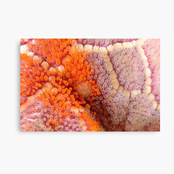 Mosaic Sea Star Macro Metal Print
