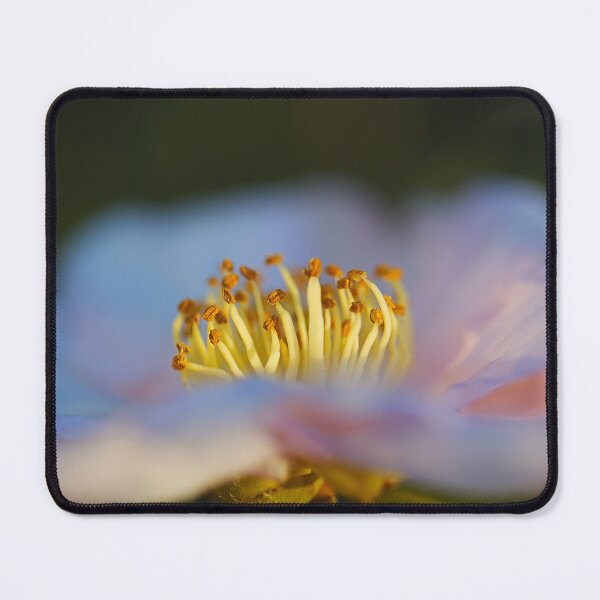 Item preview, Camellia Flower In Golden Hour designed and sold by Joy Watson - Natural Light Photography .