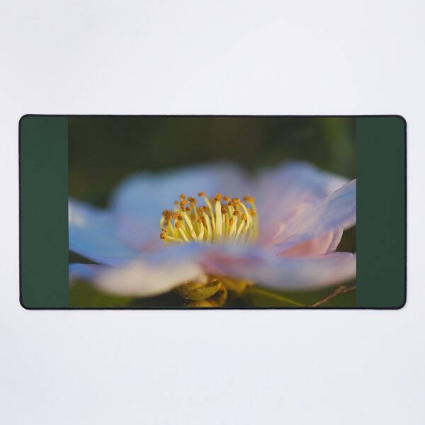 Item preview, Camellia Flower In Golden Hour designed and sold by Joy Watson - Natural Light Photography .