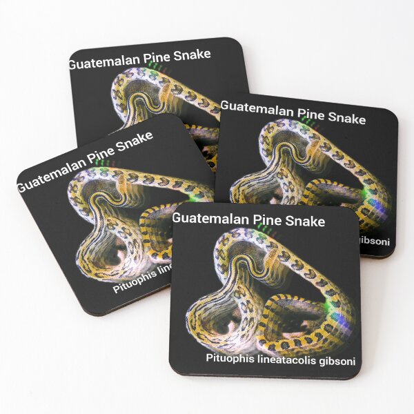 Item preview, Guatemalan Pine Snake Pituophis lineaticolis gibsoni designed and sold by StrangeFetish.