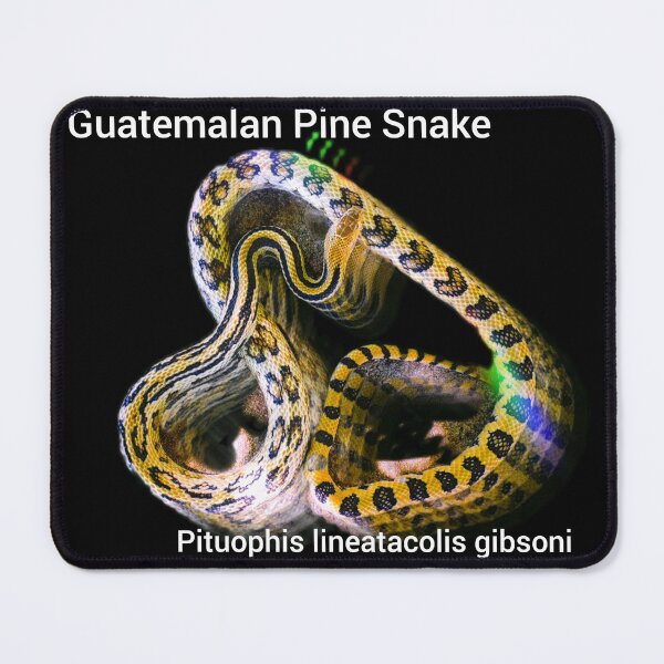 Item preview, Guatemalan Pine Snake Pituophis lineaticolis gibsoni designed and sold by StrangeFetish.