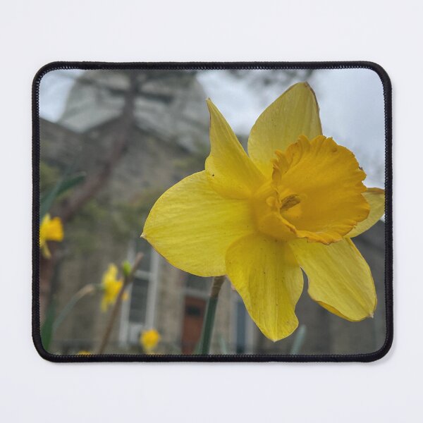 Item preview, Daffodils by the Observatory designed and sold by Pisces-Pics.