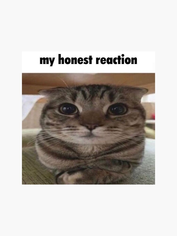 My Honest Reaction My Honest Reaction Meme Sticker - My honest