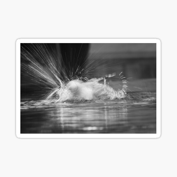 Bird Bath Sticker