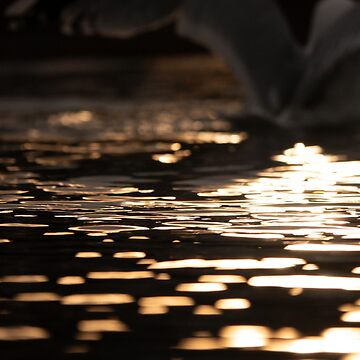 Artwork thumbnail, Golden hour ripples on a pond by Hike-and-Click
