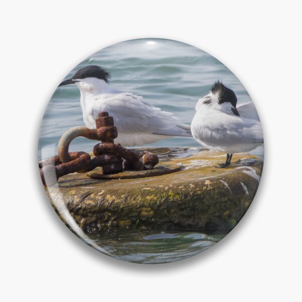 Item preview, Sandwich Tern designed and sold by LaurenTucker.