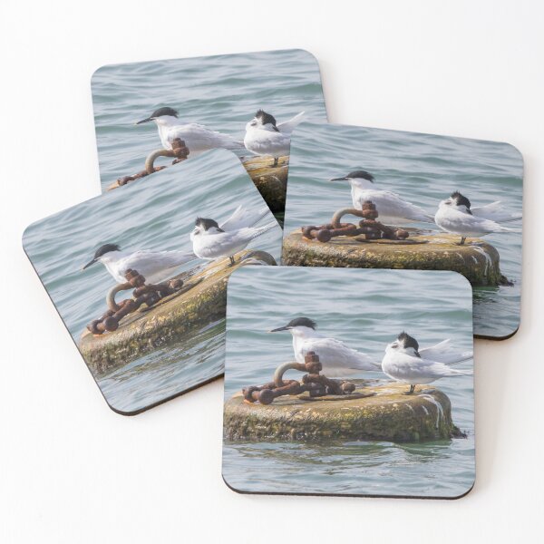 Item preview, Sandwich Tern designed and sold by LaurenTucker.