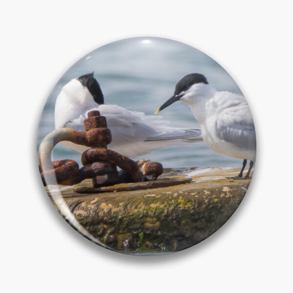 Item preview, Sandwich Tern designed and sold by LaurenTucker.