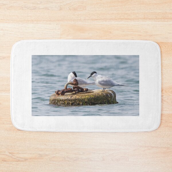 Item preview, Sandwich Tern designed and sold by LaurenTucker.