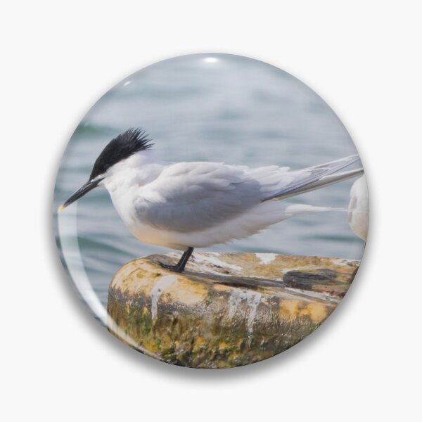 Item preview, Sandwich Tern designed and sold by LaurenTucker.