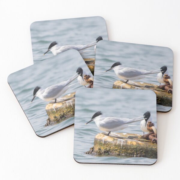 Item preview, Sandwich Tern designed and sold by LaurenTucker.