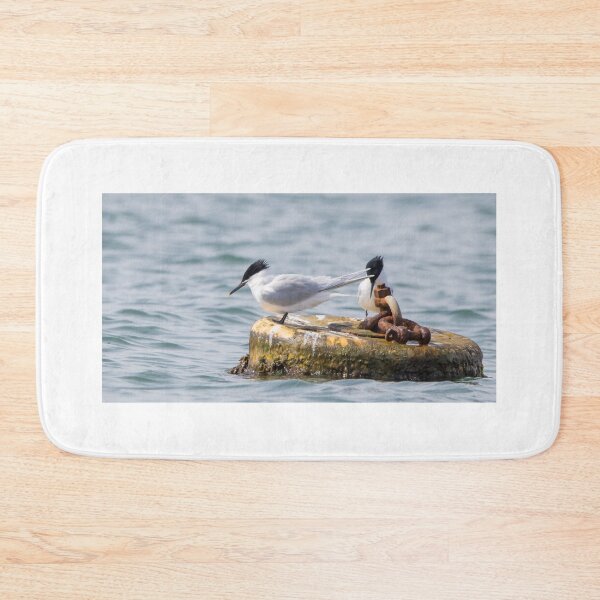 Item preview, Sandwich Tern designed and sold by LaurenTucker.