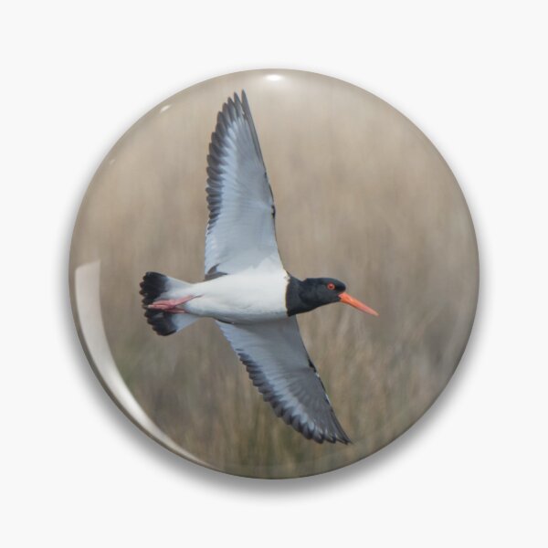 Item preview, Oystercatcher designed and sold by LaurenTucker.